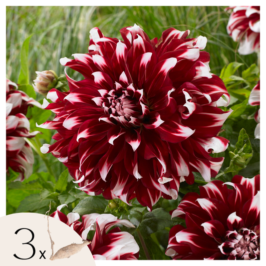 Florastore Dahlialökar - Sæt Om 3 - Dahlia 'X-Factor' - Blomlökar