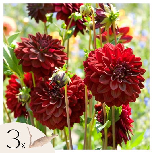 Florastore Dahlialökar - Set Om 3 - Dahlia 'Arabian Night' - Blomlökar - Röd