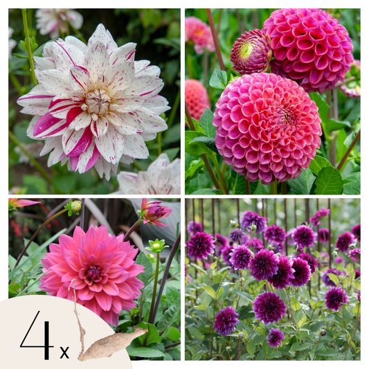 Florastore Dahlialökar - Sæt Om 4 - Dahlia 'Bouqet Sunrise' - Blomlökar