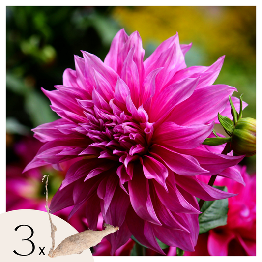 Florastore Dahlialökar - Sæt Om 3 - Dahlia 'Café Au Lait Rosé' - Blomlökar