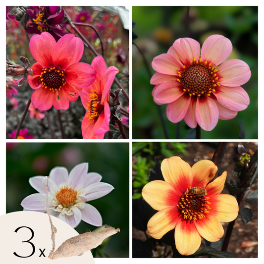 Florastore Dahlialökar - Sæt Om 3 - Dahlia 'Happy Single Mix' - Blomlökar