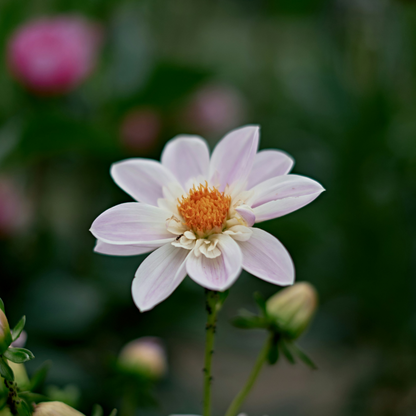 Dahlialökar - Sæt Om 3 - Dahlia 'Happy Single Mix' - Blomlökar