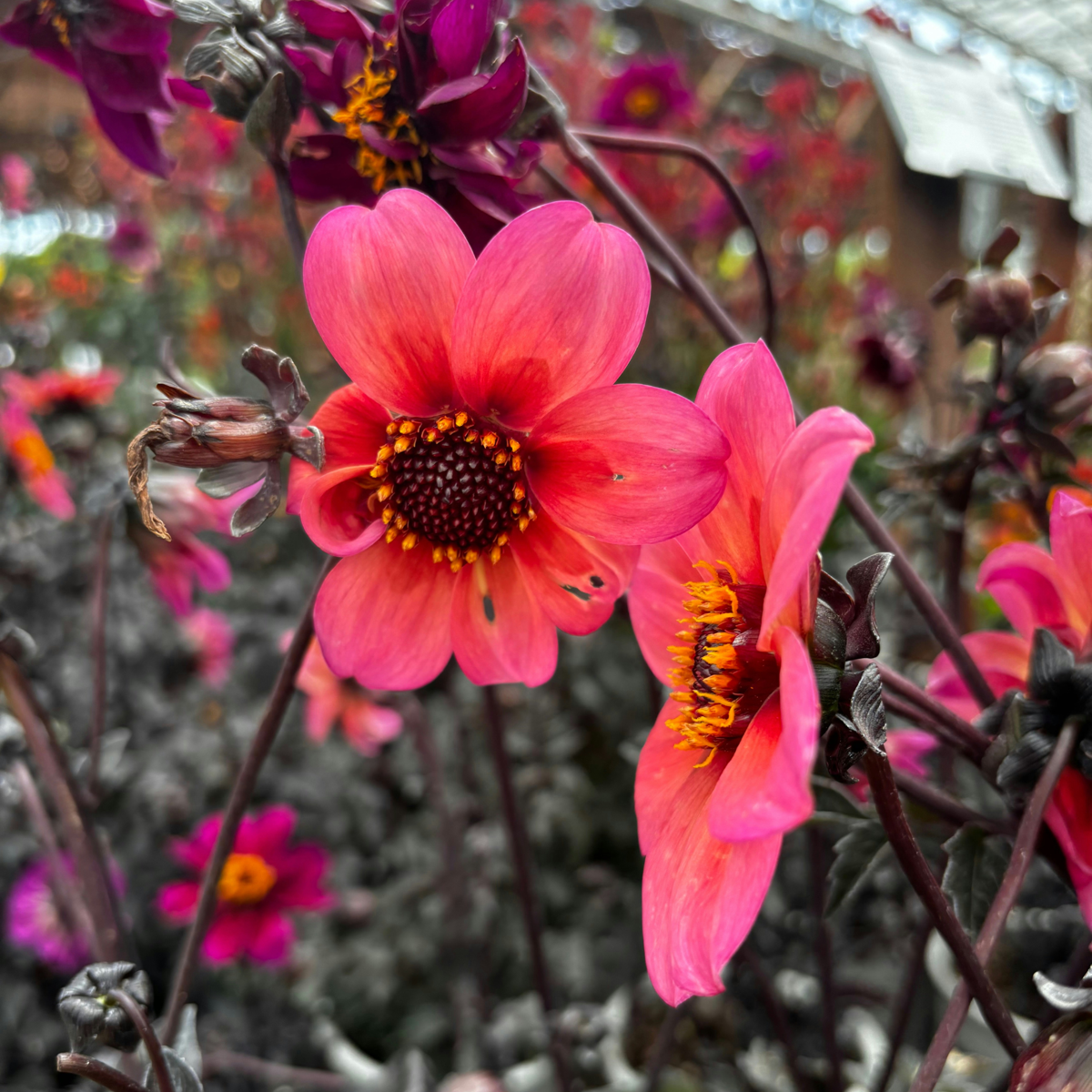 Dahlialökar - Sæt Om 3 - Dahlia 'Happy Single Mix' - Blomlökar