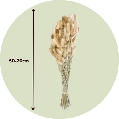 Dried Flowers Torkade Blommor - Bukett 'Lagurus Bunny Ears' - Torrblommor