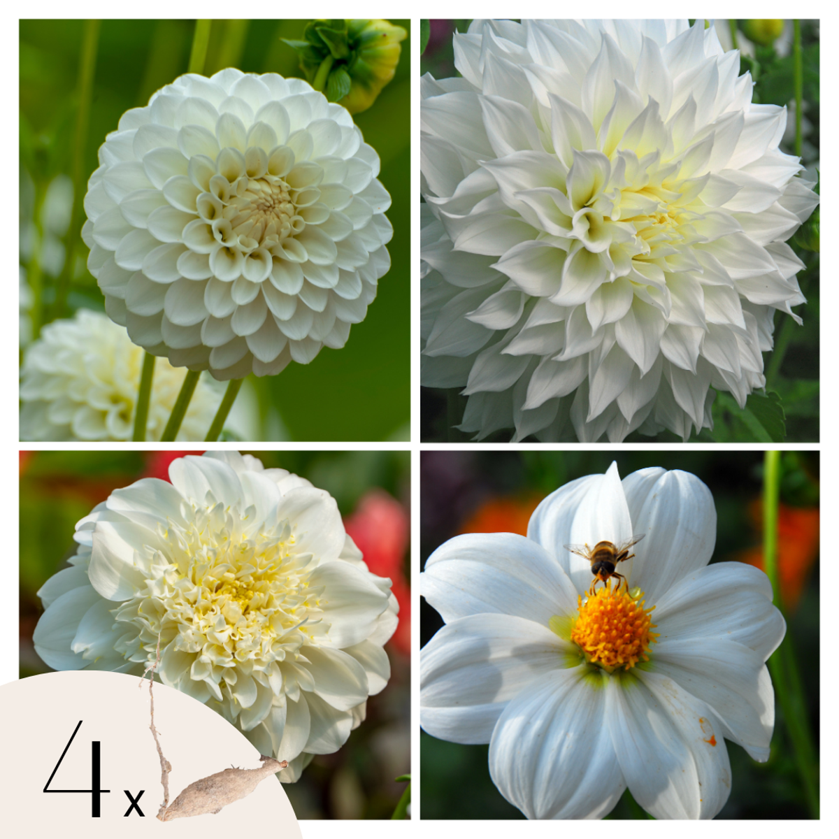 Florastore Dahlialökar - Sæt Om 4 - Dahlia 'White Love' - Blomlökar