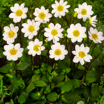 Dahlialökar - Sæt Om 4 - Dahlia 'White Love' - Blomlökar