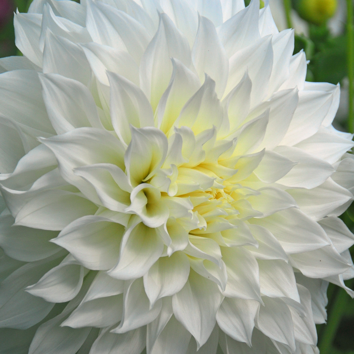 Dahlialökar - Sæt Om 4 - Dahlia 'White Love' - Blomlökar