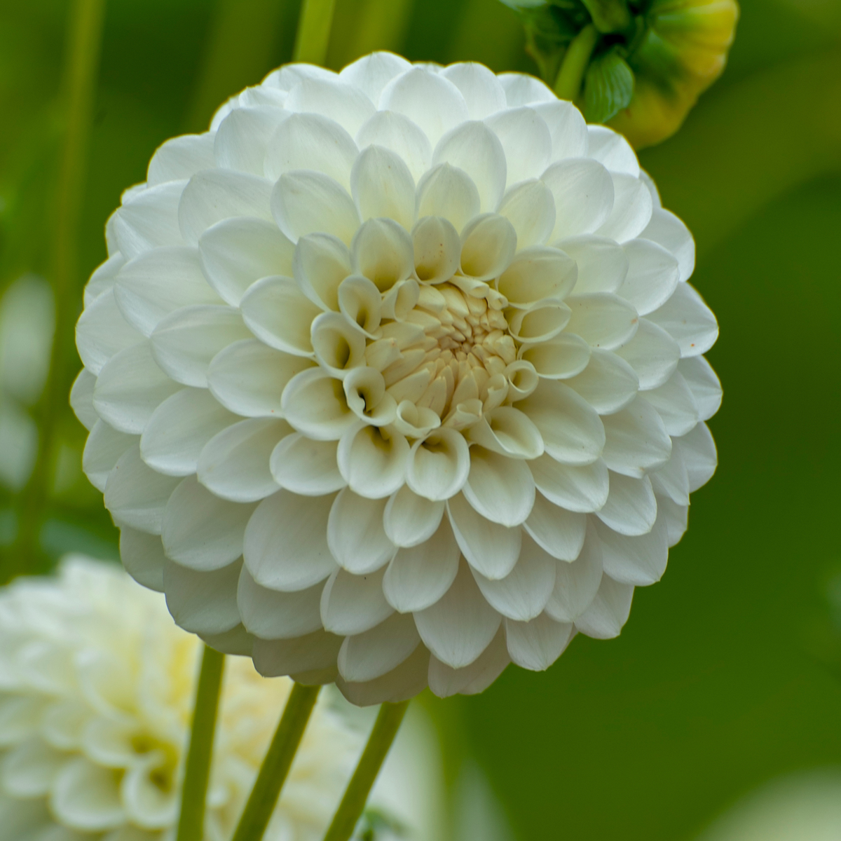 Dahlialökar - Sæt Om 4 - Dahlia 'White Love' - Blomlökar