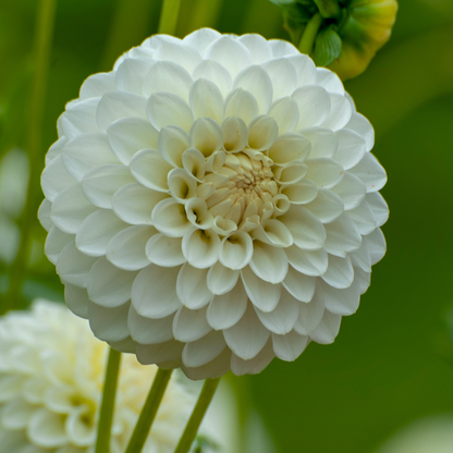 Dahlialökar - Sæt Om 4 - Dahlia 'White Love' - Blomlökar