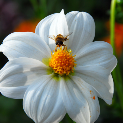 Dahlialökar - Sæt Om 4 - Dahlia 'White Love' - Blomlökar