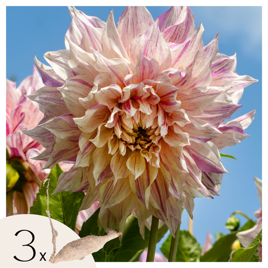Florastore Dahlialökar - Sæt Om 3 - Dahlia 'Café Au Lait Twist' - Blomlökar