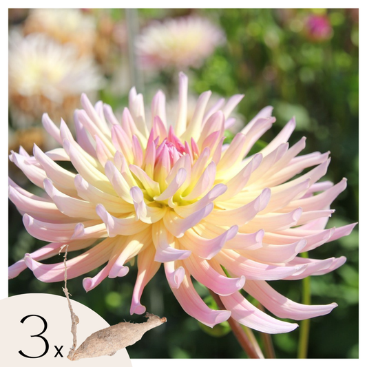 Florastore Dahlialökar - Sæt Om 3 - Dahlia 'Cabanna Banana' - Blomlökar