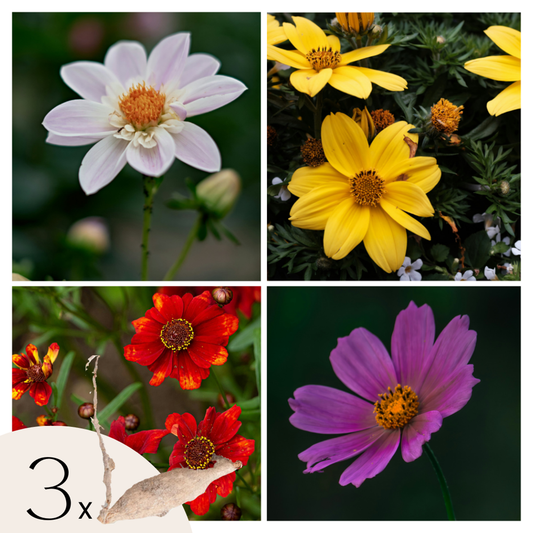 Florastore Dahlialökar - Sæt Om 3 - Dahlia 'Topmix' - Blomlökar