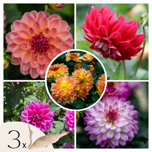 Dahlialökar - Sæt Om 3 - Dahlia 'Pacific Mix' - Blomlökar
