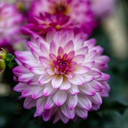 Dahlialökar - Sæt Om 3 - Dahlia 'Pacific Mix' - Blomlökar