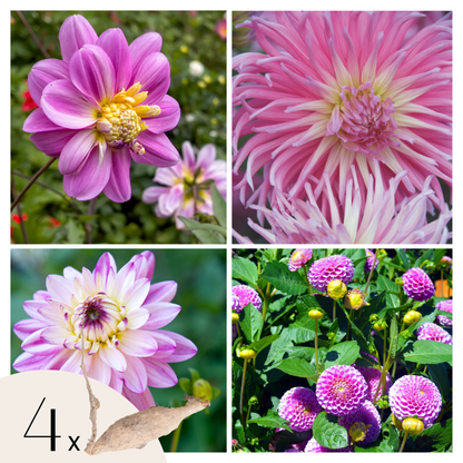 Dahlialökar - Sæt Om 4 - Dahlia 'Pink Love' - Blomlökar