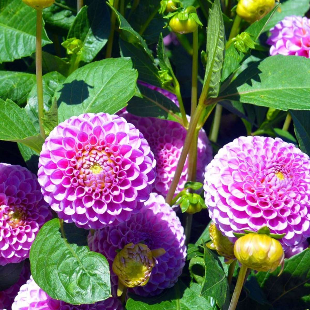 Dahlialökar - Sæt Om 4 - Dahlia 'Pink Love' - Blomlökar