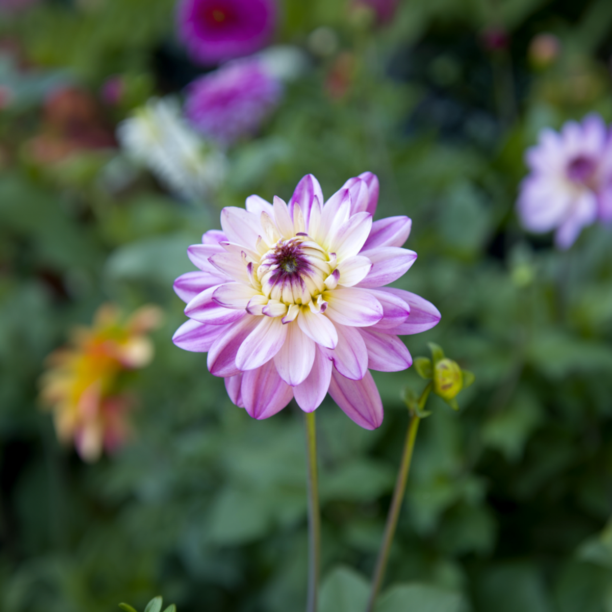 Dahlialökar - Sæt Om 4 - Dahlia 'Pink Love' - Blomlökar