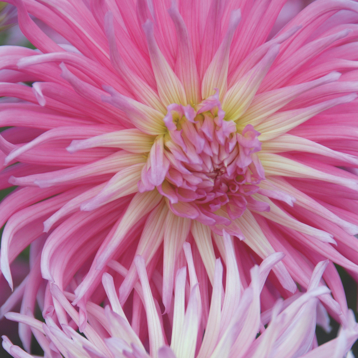 Dahlialökar - Sæt Om 4 - Dahlia 'Pink Love' - Blomlökar