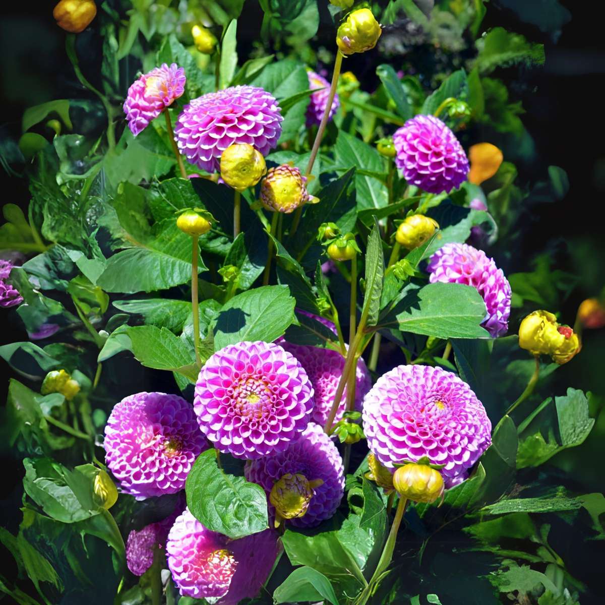 Dahlialökar - Sæt Om 4 - Dahlia 'Pink Love' - Blomlökar