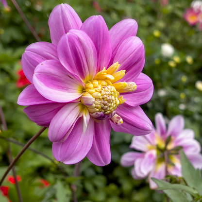 Dahlialökar - Sæt Om 4 - Dahlia 'Pink Love' - Blomlökar