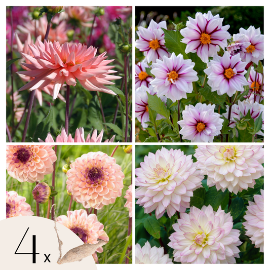 Florastore Dahlialökar - Sæt Om 4 - Dahlia 'Salmon Love' - Blomlökar