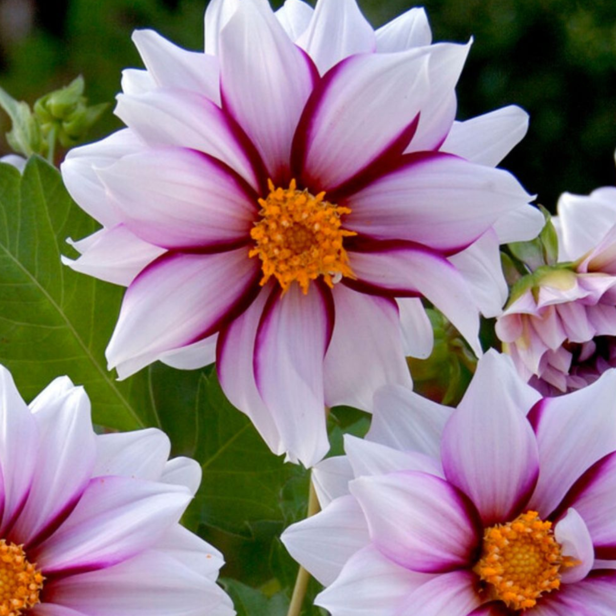 Dahlialökar - Sæt Om 4 - Dahlia 'Salmon Love' - Blomlökar