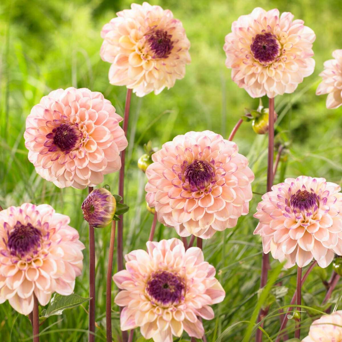 Dahlialökar - Sæt Om 4 - Dahlia 'Salmon Love' - Blomlökar