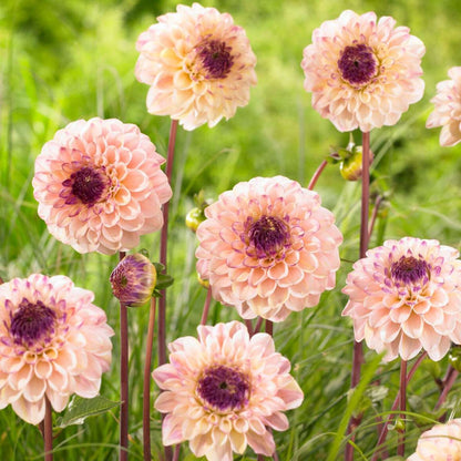 Dahlialökar - Sæt Om 4 - Dahlia 'Salmon Love' - Blomlökar