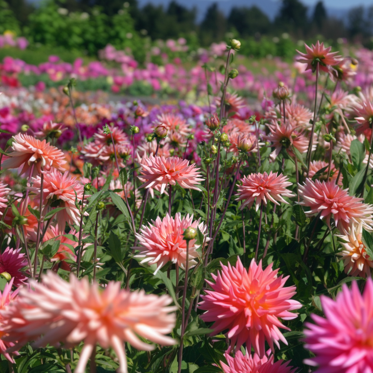 Dahlialökar - Sæt Om 4 - Dahlia 'Salmon Love' - Blomlökar