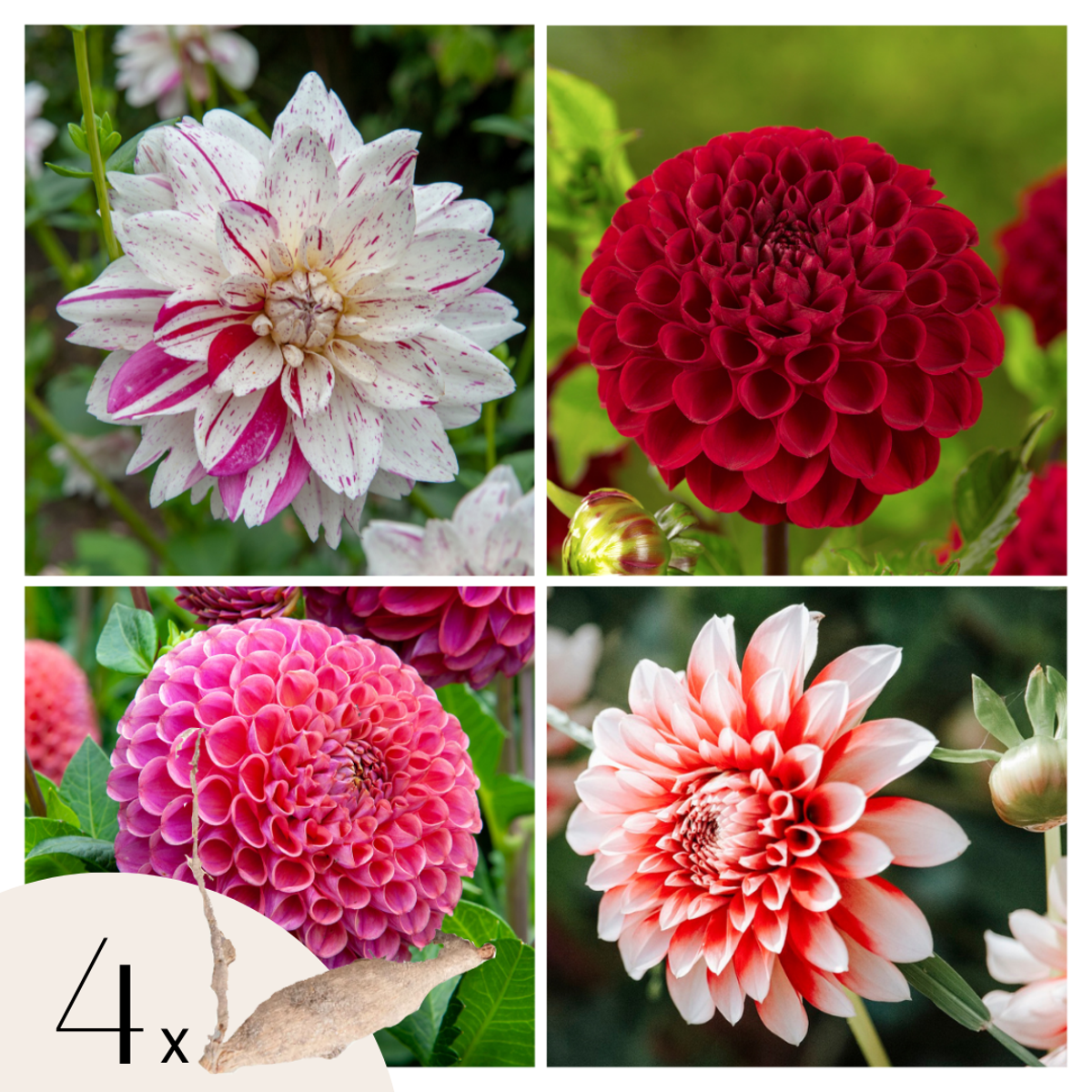 Florastore Dahlialökar - Sæt Om 4 - Dahlia 'Bouqet Sunset' - Blomlökar