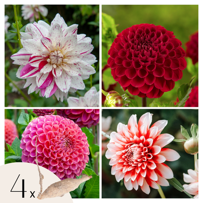 Dahlialökar - Sæt Om 4 - Dahlia 'Bouqet Sunset' - Blomlökar