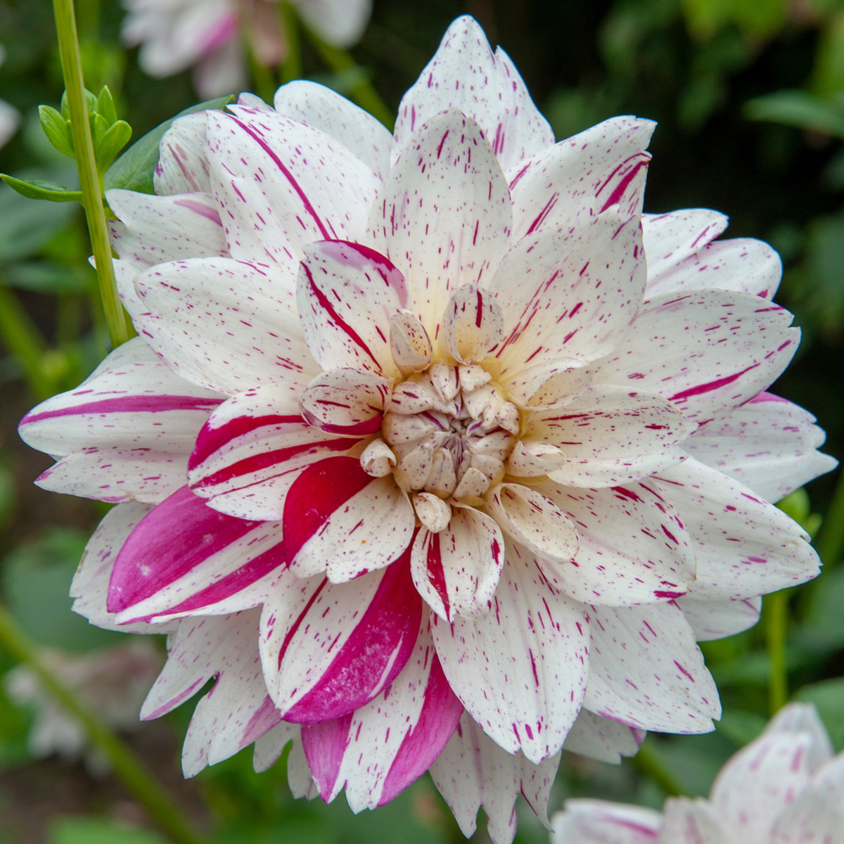 Dahlialökar - Sæt Om 4 - Dahlia 'Bouqet Sunset' - Blomlökar
