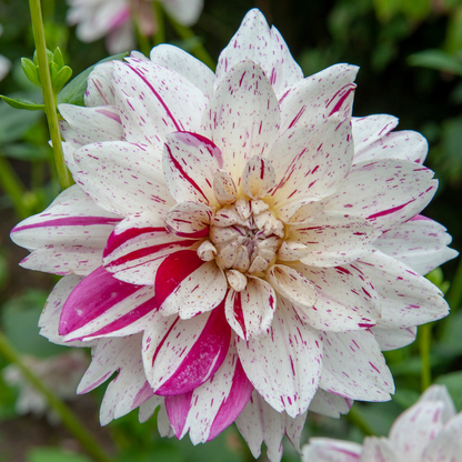Dahlialökar - Sæt Om 4 - Dahlia 'Bouqet Sunset' - Blomlökar