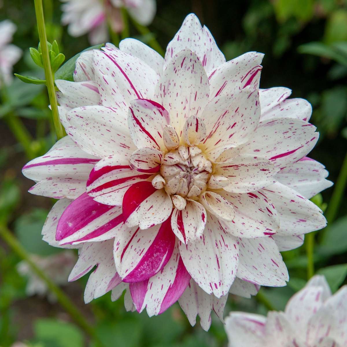 Dahlialökar - Sæt Om 4 - Dahlia 'Bouqet Sunset' - Blomlökar