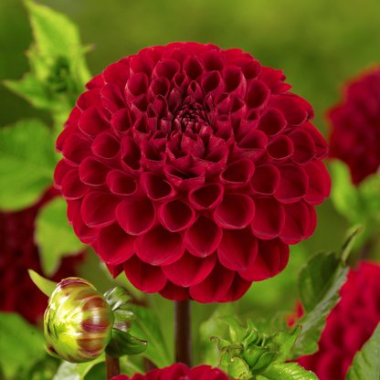 Dahlialökar - Sæt Om 4 - Dahlia 'Bouqet Sunset' - Blomlökar