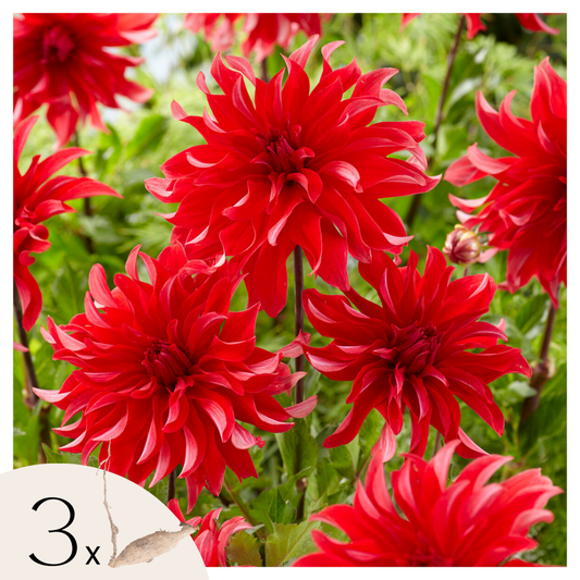 Florastore Dahlialökar - Sæt Om 3 - Dahlia 'Labyrinth Red' - Blomlökar