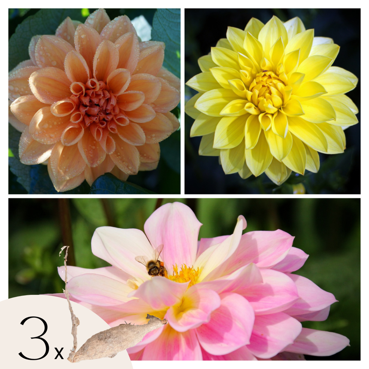 Dahlialökar - Sæt Om 3 - Dahlia 'Waterlily Mix' - Blomlökar