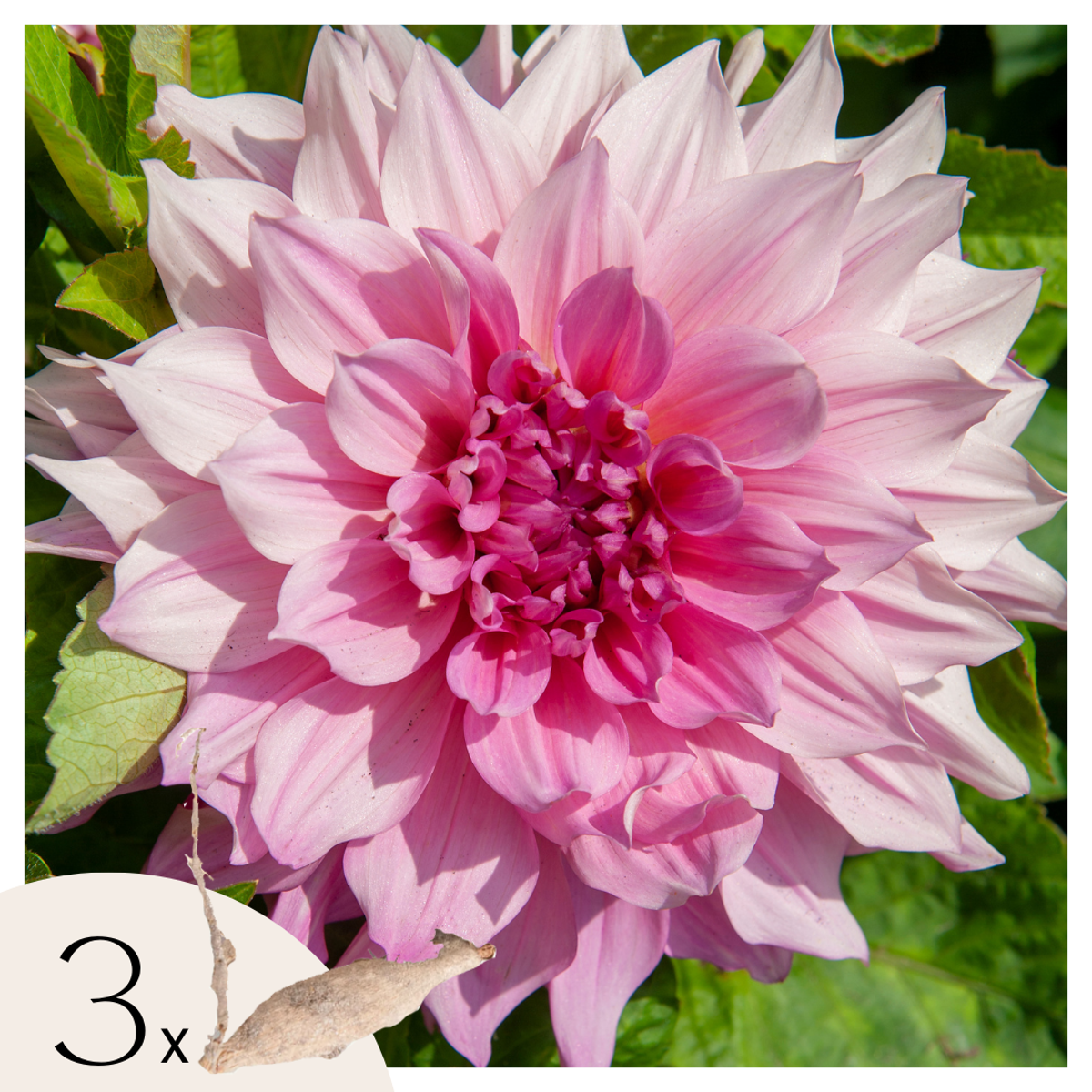Dahlialökar - Sæt Om 3 - Dahlia 'Café Au Lait Royal' - Blomlökar
