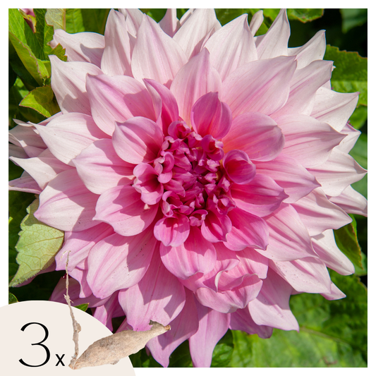 Dahlialökar - Sæt Om 3 - Dahlia 'Café Au Lait Royal' - Blomlökar