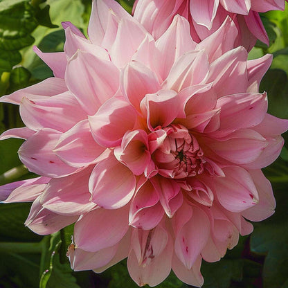 Dahlialökar - Sæt Om 3 - Dahlia 'Café Au Lait Royal' - Blomlökar