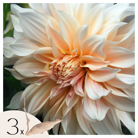 Florastore Dahlialökar - Sæt Om 3 - Dahlia 'Cafe Au Lait' - Blomlökar