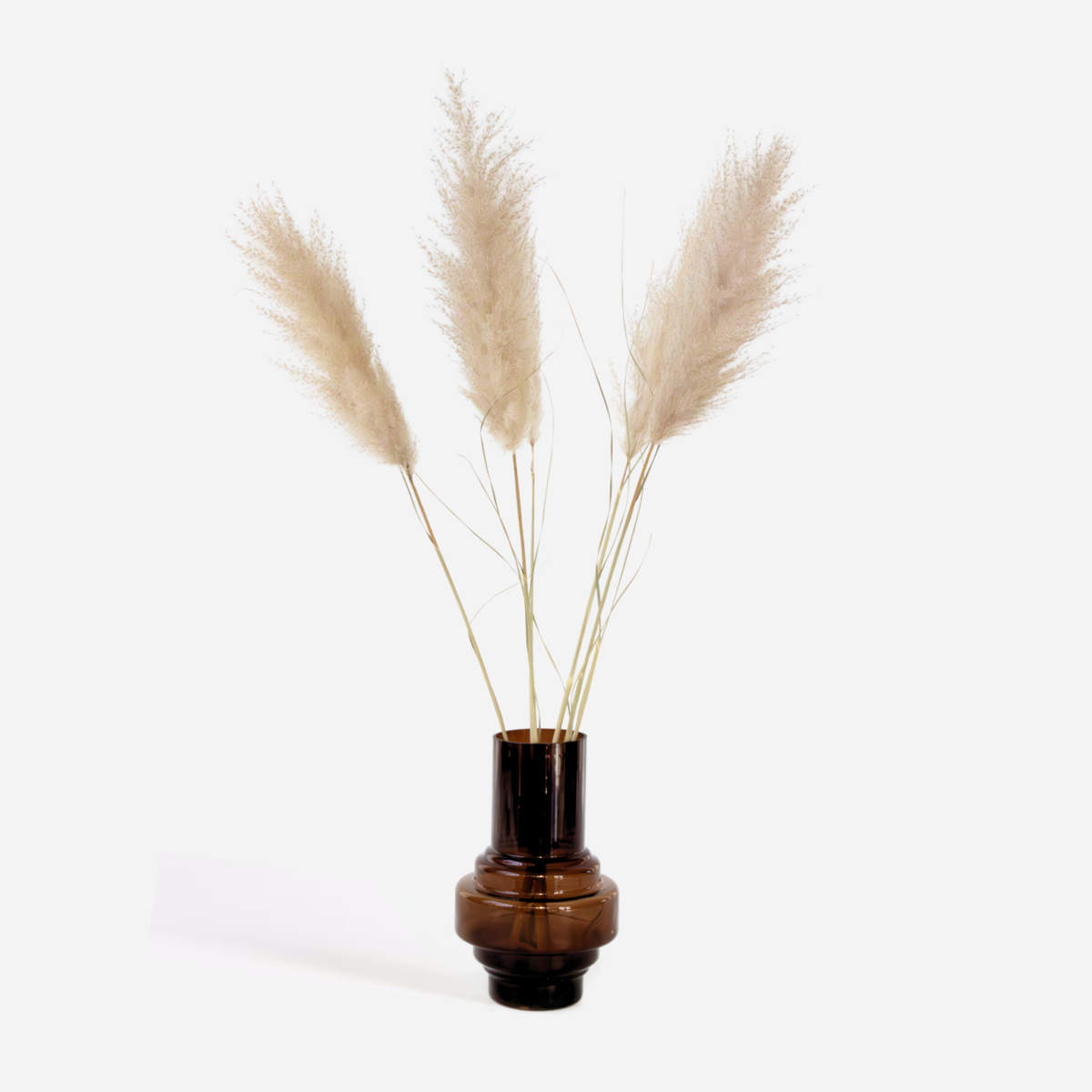 Florastore Torkade Blommor - Sæt Om 5 - Dryflower 'Cortaderia Plum' - Torrblommor