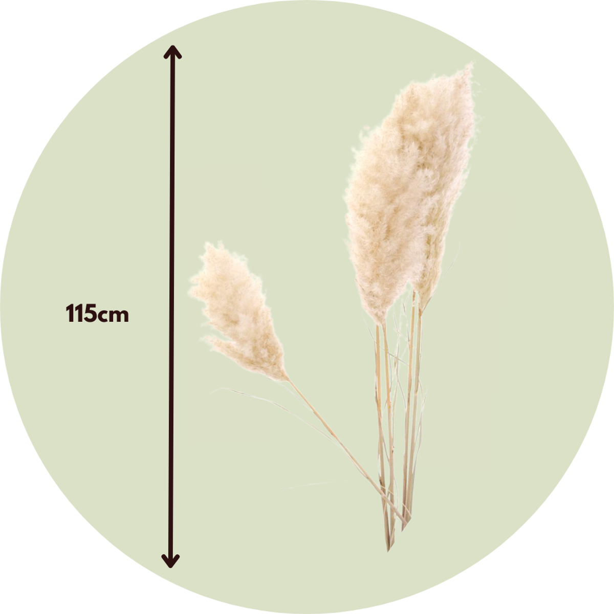Dried Flowers Torkade Blommor - Sæt Om 5 - Dryflower 'Cortaderia Plum' - Torrblommor