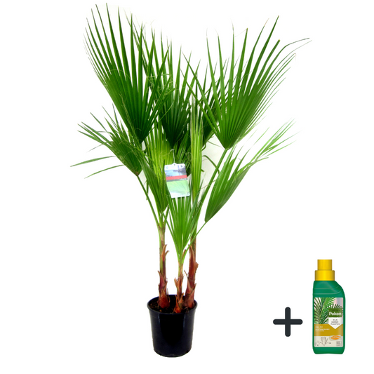 Florastore Fläktpalm - Washingtonia Robusta - Höjd 70-90Cm - ⌀21Cm