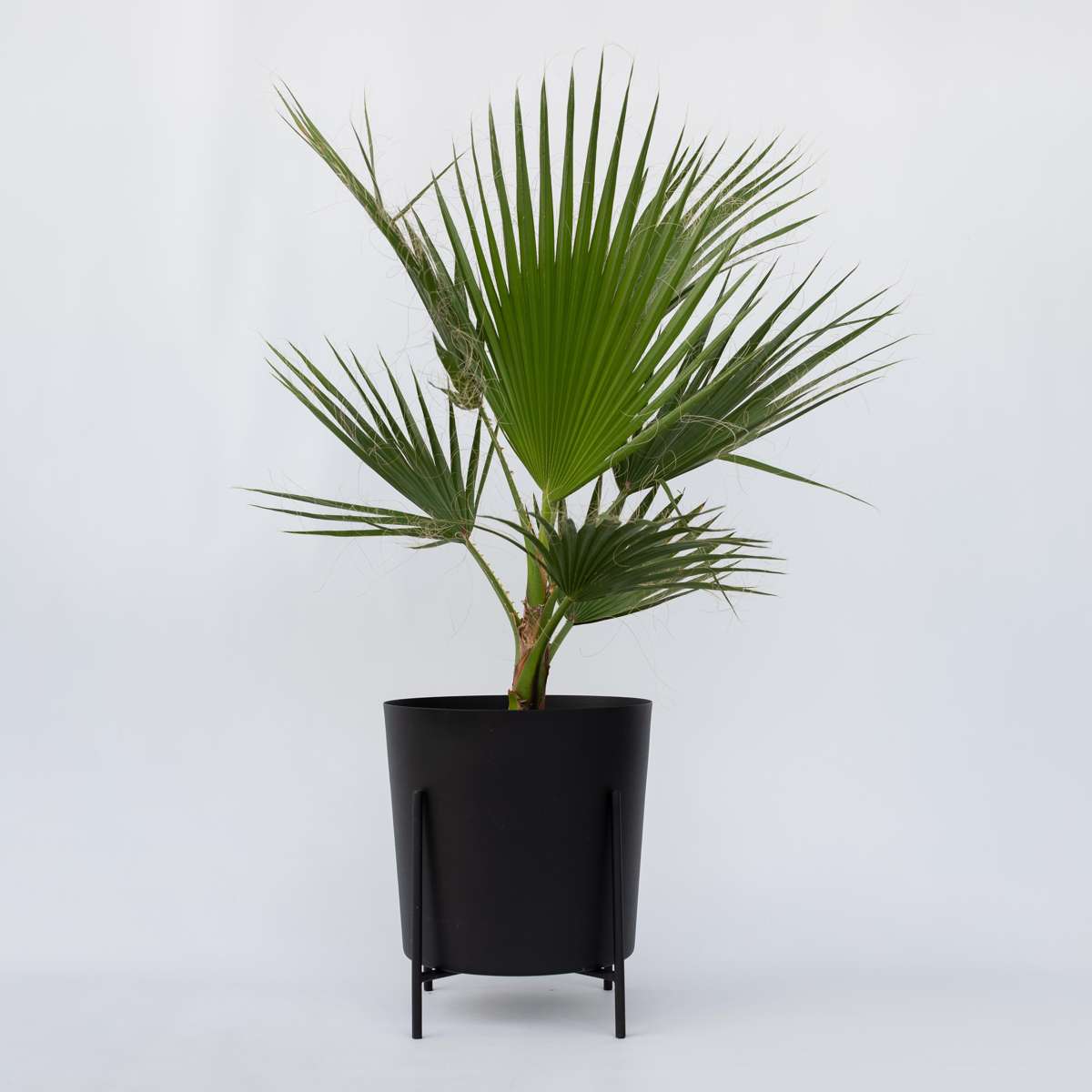 Garden Palms Fläktpalm - Washingtonia Robusta - Höjd 70-90Cm - ⌀21Cm