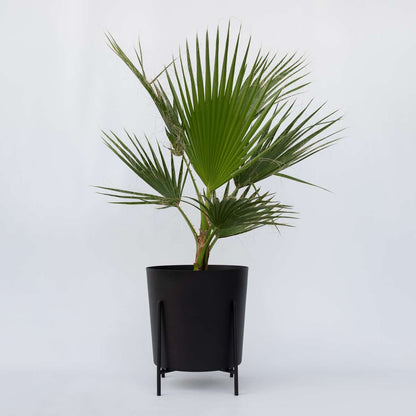 Garden Palms Fläktpalm - Washingtonia Robusta - Höjd 70-90Cm - ⌀21Cm