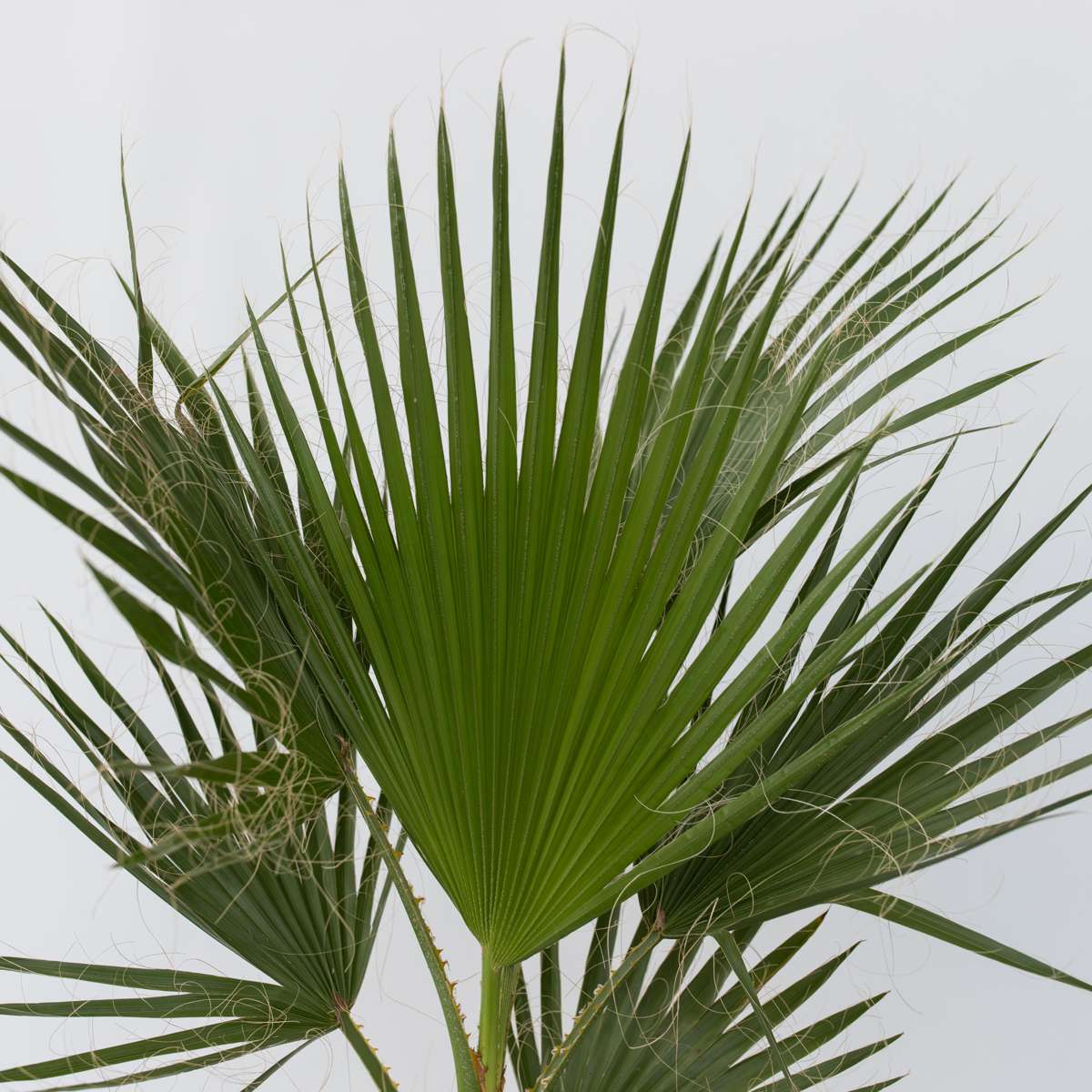 Garden Palms Fläktpalm - Washingtonia Robusta - Höjd 70-90Cm - ⌀21Cm