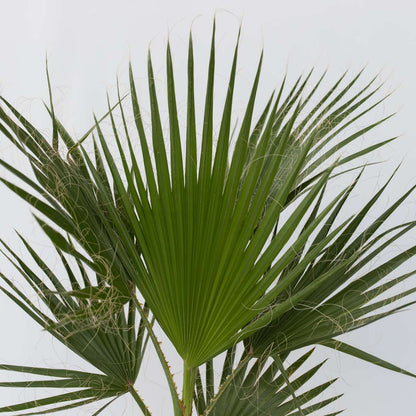 Garden Palms Fläktpalm - Washingtonia Robusta - Höjd 70-90Cm - ⌀21Cm