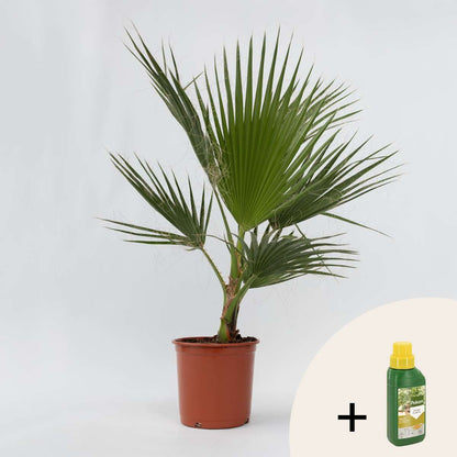 Garden Palms Fläktpalm - Washingtonia Robusta - Höjd 70-90Cm - ⌀21Cm